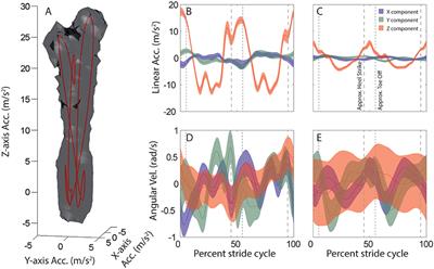 Quantification of Head Movement Predictability and Implications for Suppression of Vestibular Input during Locomotion